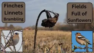 Chaffinch, Linnets and Brambling Feeding on Sunflowers