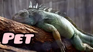 I Got a pet Godzilla
