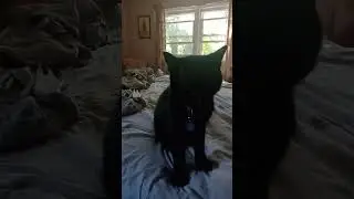 Cole the cat