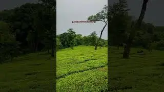 This is not Kerala | Tea Garden | Mountains | #kerala #keralatourism #teagarden #tea #himachal