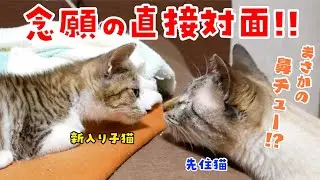 【運命の瞬間】ついにデュフィと子猫が直接対面！まさか2匹がこんな反応をするとは…！