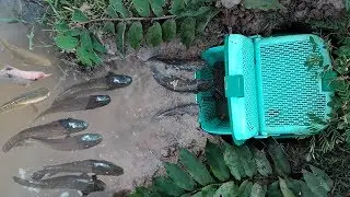 Wow! Amazing Boy Creative Fish Trap Using Basket To Catch A Lot Of Fish-How To Make Basket Fish Trap