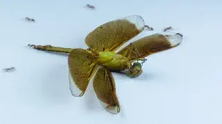 Ants VS DragonFly - DragonFly VS Ants - Time Lapse Video (4K Video HDR) - Aspin