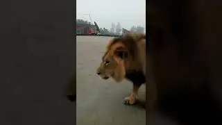 steampunk tutorial ai filter 😈🥰 #lion #animals #ai #viral #video #tutorial #steampunk #filter #####