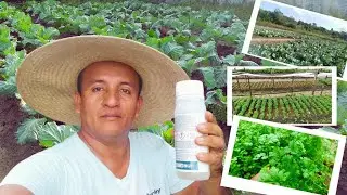 Como combater a Traça das crucíferas, pulgão e outras pragas na horta.