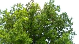 Quercus imbricaria, the Shingle Oak, is a deciduous tree in the red oak group of oaks