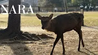 🌸 Nara day walk: culture, food & deer 🍡 #narajapan #nara #visitnara #japantravel
