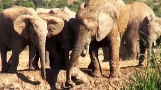 Mother Elephant Rescues Her Calf - Latest Wildlife Sightings