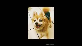 Funny pet dance 2020| best dog dance compilations| cute dog compilation #dancingdogs