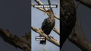 Beautiful Water Birds at Yucaipa Regional Park 🦆 | Nature Photography Shorts