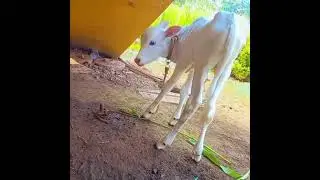 Khillari cow claf 🥰❤