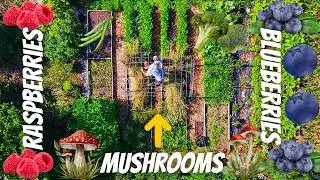 How I Feed My Family From a 20x20 ft Garden (Small Garden, Huge Harvests)