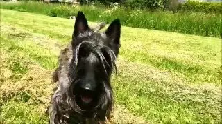 Meet Macho