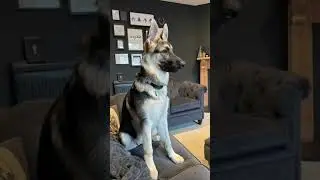Respect Power Banana #funnypetvideos #petlovers #germanshepherd