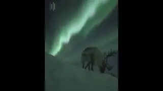 A reindeer looking green under the Northern lights/Aurora