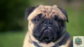 Top Secrets of a Dog You Never Knew | Animal Explorer #animals #animallife #dog #youtube