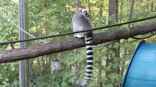 Lemur At The Zoo Up Close Look At This Funny Animal