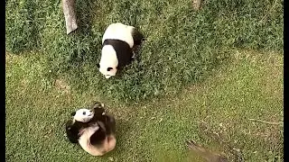 Qi Ji Is Relentless with Momma & Even Takes Her Fruitie! 10-08-22
