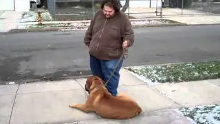 Dog Training Queens