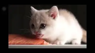 cat+salmon+doom music=