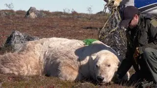 A Polar Bear Released Back Into the Wild by Helicopter
