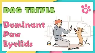 Amazing Dog Trivia: Dominant Paw, Taste, Eyelids, and Sleep Psychology Explained🐶