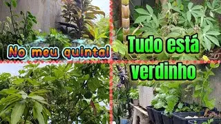 Não sei o que fazer com esse pé de mangueira/mostrando tudo no quintal 