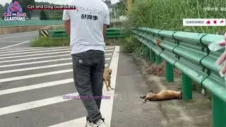 Unreal Dog Rescue &ndash; Found Her Crying Beside Her Mother&rsquo;s Body #rescue #rescuedog #dogs #dogrescue