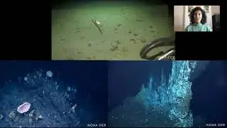 What is deep-sea mining and what are the potential environmental impacts? by Dr Diva Amon