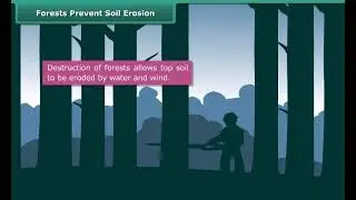Forests Prevents Soil Erosion