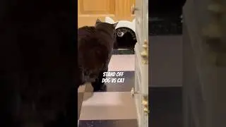 Stand off at the pet door.