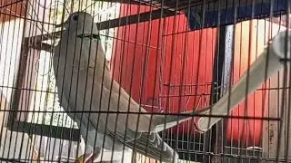 Jenis suara burung puter pelung