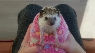 How to syringe feed your hedgehog