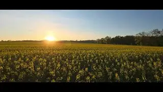 A Walk Through the Rapeseed Field at Sunset #nature #relaxing #asmr #field #walking #meditation