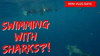 We Went Shark Diving in Florida 🦈 Facing Our Fears & Living the Bucket List! #sharkdive #campamerica