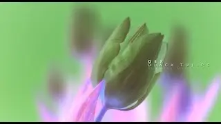 Dex - Black Tulips - #music