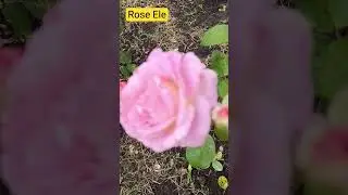 #rose Троянда 🌹🌹🌹 Ель, чайно-гібридна, 2000, Meiland, France 💙😊💙#saveukrain