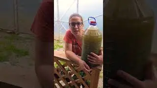 Un tratament foarte bun si usor de facut acasa pentru legume si pomi fructiferi