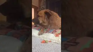 Carrot Chomper (slow mo)