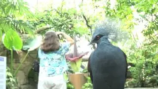Moody Gardens Corpse Flower - June 14, 2012