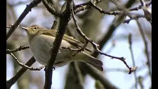 Iberian Chiffchaff [not accepted] call & song - Iberische Tjiftjaf [niet aanvaard] roep & zang