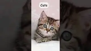 Cats: The Ultimate Playful and Independent Pets! 😻 #explore #nature #cats #catshorts