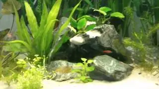 Asienbecken
