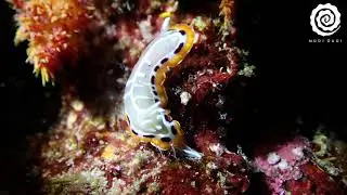 Goniobranchus decorus (Pease, 1860)