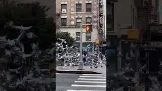 All hail Pigeon Lady!