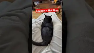 He&rsquo;s always waiting for me to stretch my legs out so he can do this&hellip; #petowners #funnycats #catshort