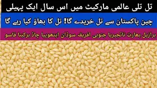 Sesame price Pakistan // till ka rate // تل تلی مارکیٹ 2025.2026 // sesame world market 