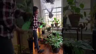 Misting houseplants | Humidity