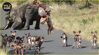 Ruthless Encounter Featuring WILD DOG and the Savannah&rsquo;s Stealthiest Predators | Animal Fighting