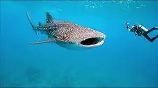 Johnny, Johnny, Whale Shark Song a Song for You